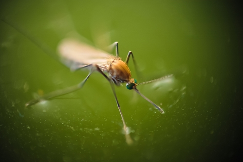 Fighting the Zika virus with predictive analytics