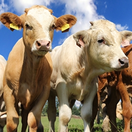 Connected ear tags help farmers monitor the health of cows.